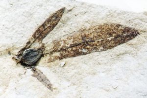 Flügelfrucht der Hainbuche Carpinus betulus aus dem Eem von Schönfeld