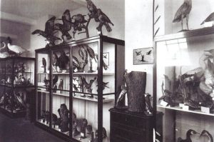 Zwei Räume des 1925 eröffneten Städtischen Museums mit der naturkundlichen Sammlung