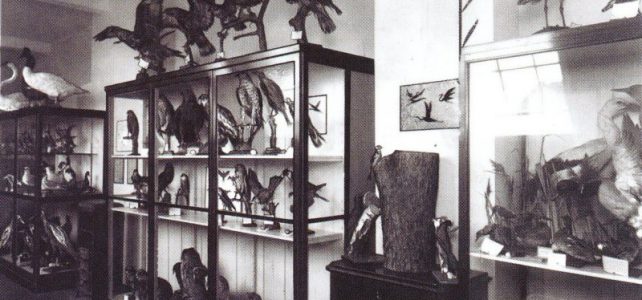 Zwei Räume des 1925 eröffneten Städtischen Museums mit der naturkundlichen Sammlung