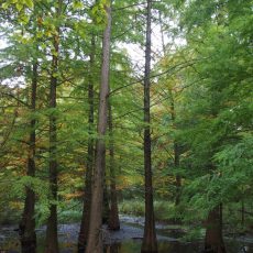 Vortrag „30 Jahre Tertiärwald“