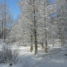 Neue paläobotanische Ergebnisse zum Tertiärwald