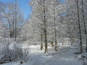 Tertiärwald im Winter