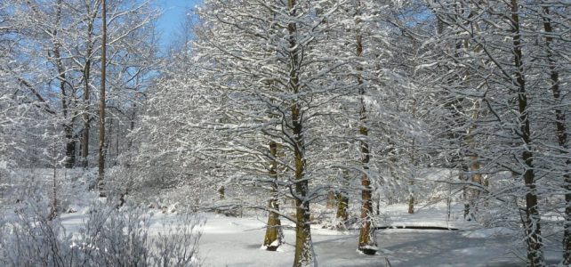 Tertiärwald im Winter