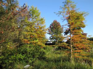 Im herbstlichen Tertiärwald: Sumpfzypressen, hinten Mammutbaumstubben, Amerikanische Amberbäume