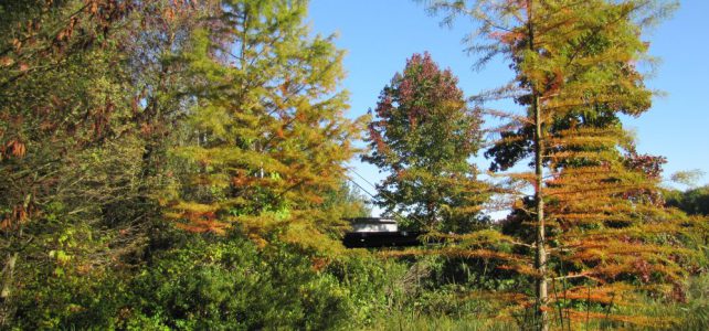 Im herbstlichen Tertiärwald: Sumpfzypressen, hinten Mammutbaumstubben, Amerikanische Amberbäume