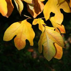 Herbst im Tertiärwald 2022