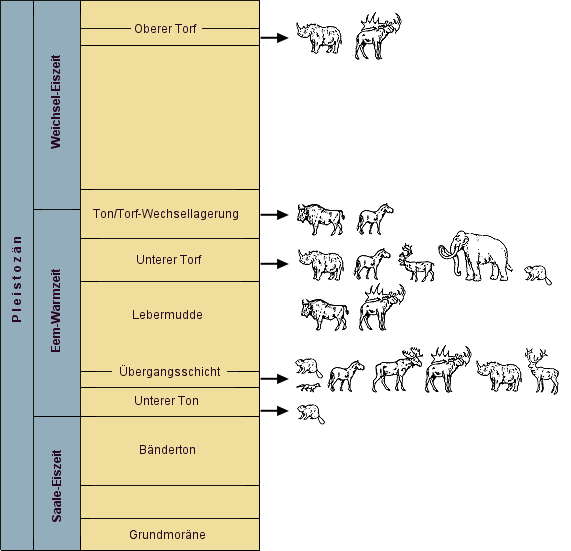 Schichtenfolge in der Schmidtschen Tongrube. Zugeordnet sind die früheren Säugetierreste.