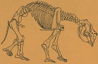 Diprotodon