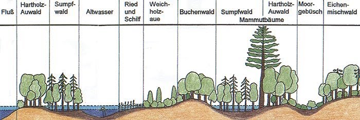 Rekonstruktion der fossilien Flora von Wischgrund