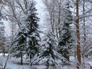 Küstenmammutbäume im Winter