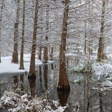 Winter im Tertiärwald