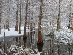 Sumpfzypressen im Winter