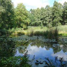 Geführte Wanderung im Groß Jamnoer „Urwald“