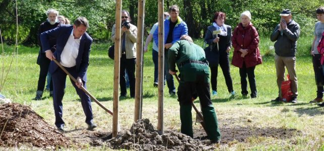 Tag des Baumes 2017 im Tertiärwald Cottbus