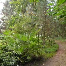 Führung im Tertiärwald: „Gehölze des Niederlausitzer Kohlemoores“