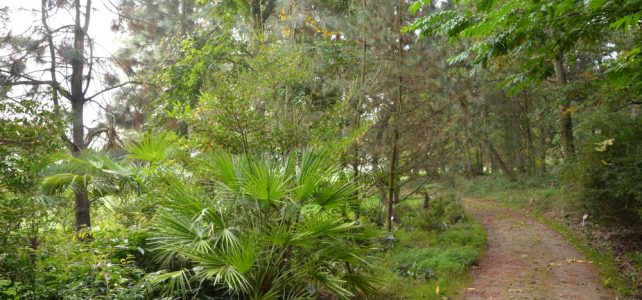 Niederlausitzer Kohlemoor im Tertiärwald Cottbus