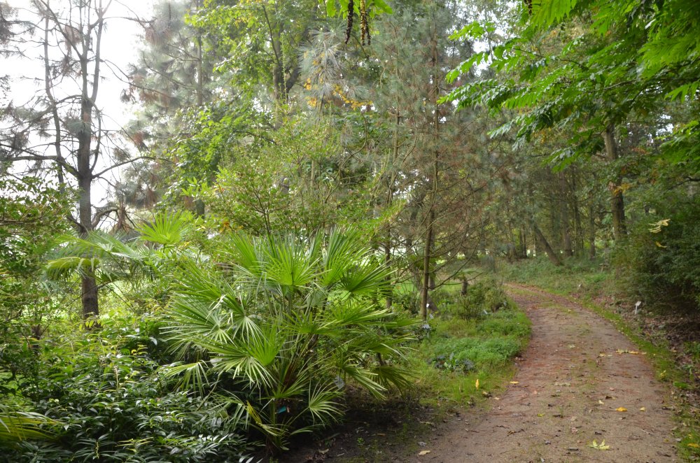 Niederlausitzer Kohlemoor im Tertiärwald Cottbus