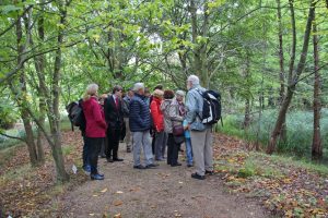 Führung durch den Tertiärwald mit Rolf Striegler, Gruppe an Amerikanischer Rotbuche