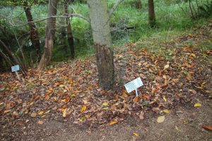 Amerikanische Rotbuche Fagus grandifolia mit Biberschutz