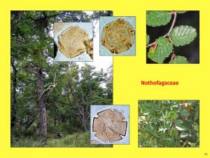 Vortrag "Tertiäre Wälder: Ein vergleichender Blick auf die Südhemisphäre", Nothofagaceae