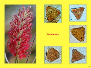 Vortrag "Tertiäre Wälder: Ein vergleichender Blick auf die Südhemisphäre", Proteaceae