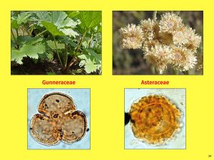 Vortrag "Tertiäre Wälder: Ein vergleichender Blick auf die Südhemisphäre", Gunneraceae, Asteraceae