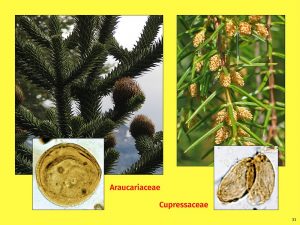 Vortrag "Tertiäre Wälder: Ein vergleichender Blick auf die Südhemisphäre", Araucariaceae, Cupressaceae