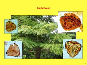 Vortrag "Tertiäre Wälder: Ein vergleichender Blick auf die Südhemisphäre", Cyatheaceae
