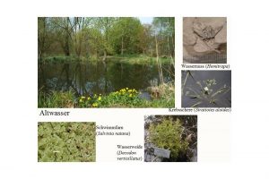 Vortrag "Die miozäne Flora des Blättertons von Wischgrund ..."