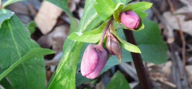 Christrosen im Buchenwald