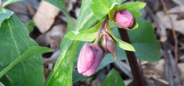 Christrosen im Buchenwald