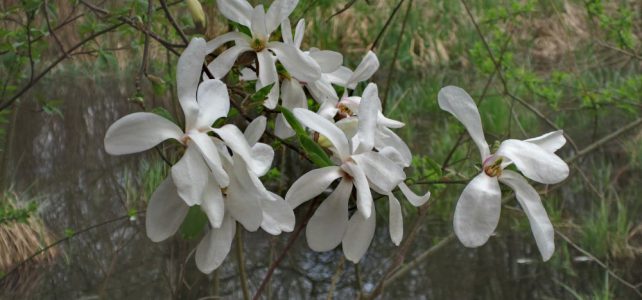 Blüten der Kobushi-Magnolie