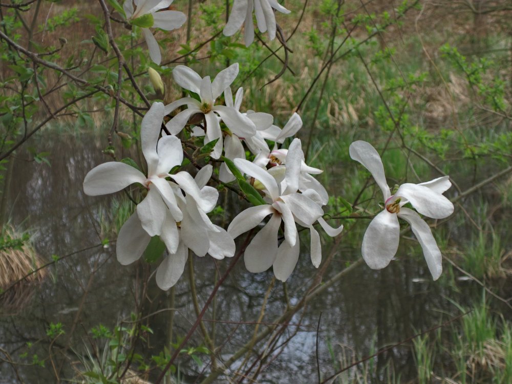 Blüten der Kobushi-Magnolie