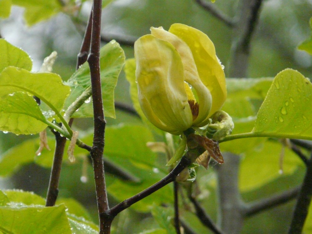 Blühende Gurken-Magnolie im Kohlemoor