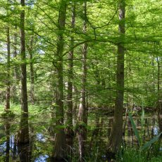 Der Tertiärwald im Mai