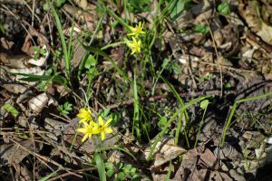 Goldsterne am Wegesrand