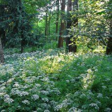 Der Tertiärwald im Juni