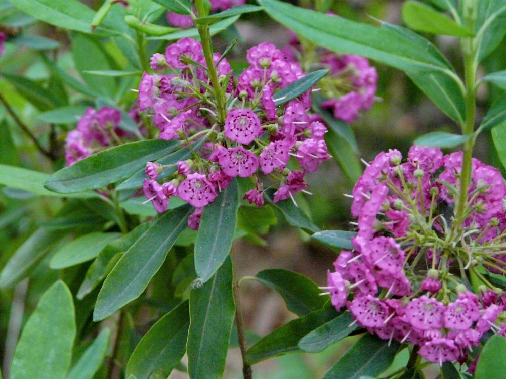 Blüten der Lorbeerrose Kalmia angustifolia