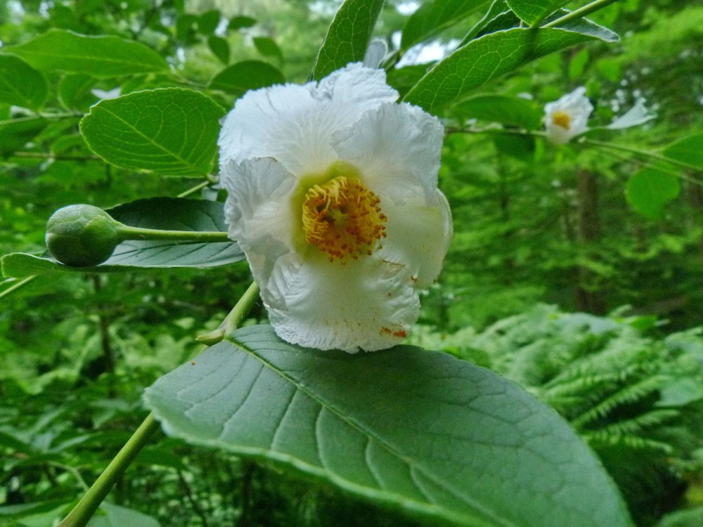 Das Teebaumgewächs Scheinkamellie aus Japan blüht zum ersten Mal