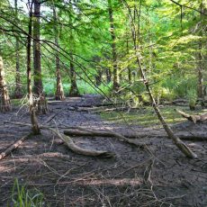 Der Tertiärwald im Juli
