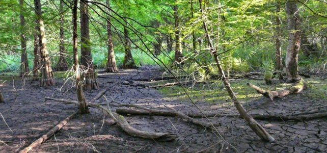 Wegen der großen Trockenheit ist der Sumpfwald zeitweise ausgetrocknet