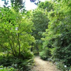 Öffentliche Führung durch den Niederlausitzer Tertiärwald am 7. September 2023