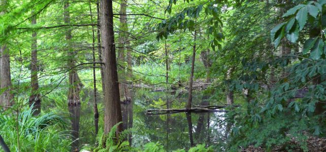 Der Sumpfwald führt wieder Wasser