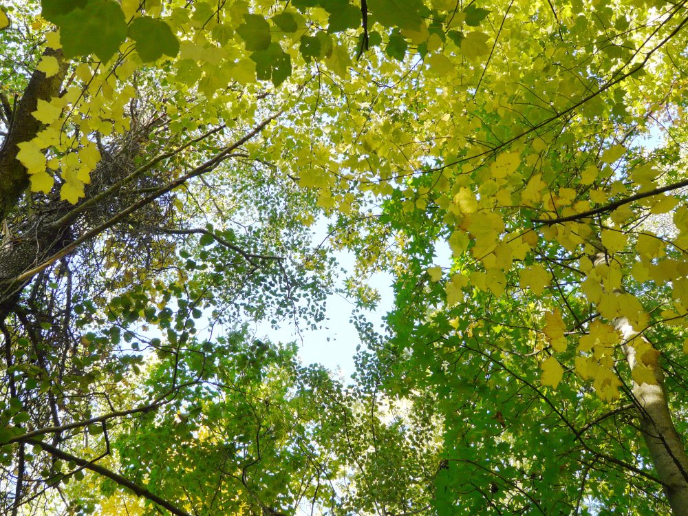 Blick in das Blätterdach des Auwaldes mit den gelappten Blättern von Amberbaum und Ahorn.