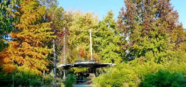 Am Mammutbaumstubben, die beginnende Herbstfärbung stimmt schon auf die Veranstaltung „Herbst im Tertiärwald“ am 19. Oktober ein