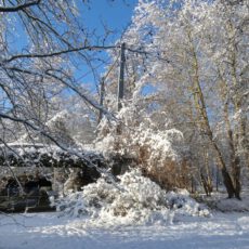 Der Tertiärwald im Winter