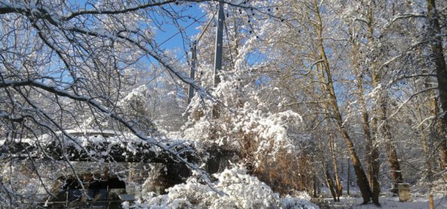 Der Tertiärwald im Winter