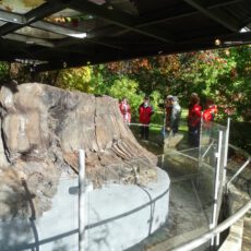 Besuch der NABU Regionalgruppe Weißwasser im Tertiärwald