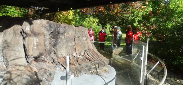 Besuch der NABU Regionalgruppe Weißwasser im Tertiärwald